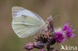 Groot koolwitje (Pieris brassicae)