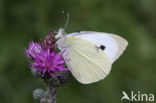 Groot koolwitje (Pieris brassicae)