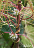 Greater Dodder (Cuscuta europaea)