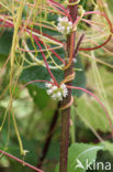 Groot warkruid (Cuscuta europaea)