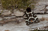 Garden Tiger (Arctia caja)