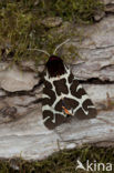 Garden Tiger (Arctia caja)