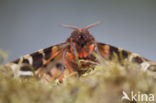 Garden Tiger (Arctia caja)