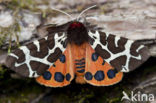 Garden Tiger (Arctia caja)