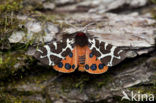 Garden Tiger (Arctia caja)