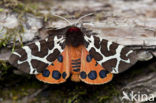 Garden Tiger (Arctia caja)