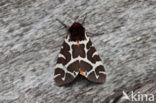 Garden Tiger (Arctia caja)