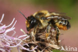 Grote bladsnijder (Megachile willughbiella)