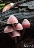 Grote bloedsteelmycena (Mycena haematopus)