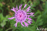 Grote centaurie (Centaurea scabiosa) 