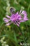 Grote centaurie (Centaurea scabiosa) 