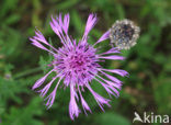 Grote centaurie (Centaurea scabiosa) 