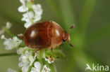 Grote gele glanskever (Cychramus luteus)