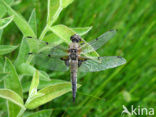 Grote keizerlibel (Anax imperator)