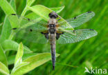 Grote keizerlibel (Anax imperator)