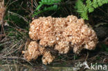 Wood Cauliflower (Sparassis crispa)