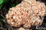 Wood Cauliflower (Sparassis crispa)