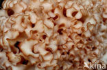 Wood Cauliflower (Sparassis crispa)