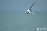 Sandwich Tern (Sterna sandvicensis)