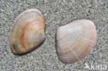 Grote strandschelp (Mactra stultorum cinerea)
