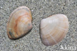 Rayed Trough-shell (Mactra stultorum cinerea)