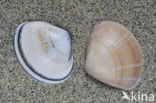 Rayed Trough-shell (Mactra stultorum cinerea)
