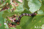 Mottled Umber (Erannis defoliaria)