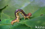 Mottled Umber (Erannis defoliaria)