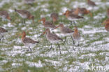 Black-tailed Godwit (Limosa limosa) 