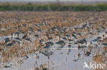 Grutto (Limosa limosa) 