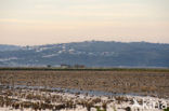 Black-tailed Godwit (Limosa limosa) 