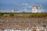 Grutto (Limosa limosa) 