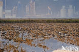 Grutto (Limosa limosa) 