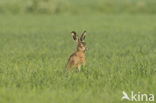 Brown Hare (Lepus europaeus)