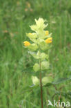 Harige ratelaar (Rhinanthus alectorolophus) 