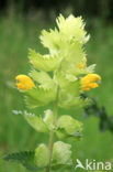 Harige ratelaar (Rhinanthus alectorolophus) 