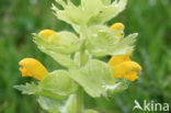 Greater Yellow-rattle (Rhinanthus alectorolophus)