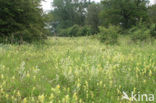 Harige ratelaar (Rhinanthus alectorolophus) 