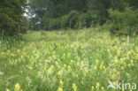 Harige ratelaar (Rhinanthus alectorolophus) 