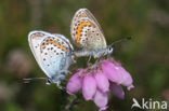 Silver Studded Blue (Plebejus argus)