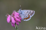 Silver Studded Blue (Plebejus argus)