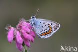 Silver Studded Blue (Plebejus argus)