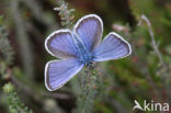 Silver Studded Blue (Plebejus argus)