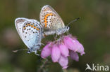 Silver Studded Blue (Plebejus argus)
