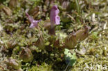 Heidekartelblad (Pedicularis sylvatica) 