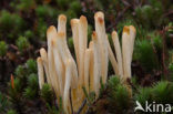 Moor Club (Clavaria argillacea)