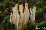 Heideknotszwam (Clavaria argillacea) 