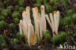 Heideknotszwam (Clavaria argillacea) 