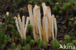Moor Club (Clavaria argillacea)