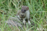 Stoat (Mustela erminea)